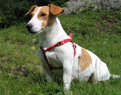 Scuderia del Mare - Jack Russell Terrier, Chioggia orari di apertura