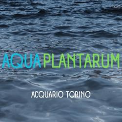 Aquaplantarum Acquari e Accessori, Torino orari di apertura