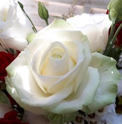 La Rosa Bianca di Roberta Forasacco, Leinì orari di apertura