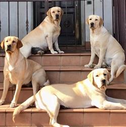 Blummel House Labrador, Labico orari di apertura