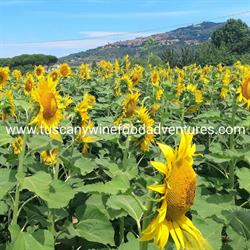 Tuscany Wine Food Adventures, Cortona orari di apertura