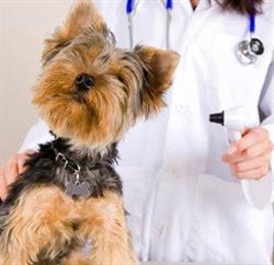 Ambulatorio Veterinario "Le Due Selve", Roma orari di apertura