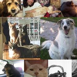 Ambulatorio Veterinario "Se mi graffi non vale" Dott.ssa Sara De Cesare, Trieste orari di apertura