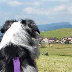 Sulla Strada del Cane ASD ETS - Centro Cinofilo, Grisignano di Zocco orari di apertura