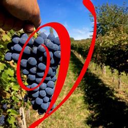 Azienda Vitivinicola "La Vignazza" di Cosseta Arturo, Alfiano Natta orari di apertura