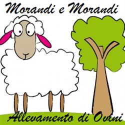Morandi e Morandi Allevamento di Ovini, Boara Pisani orari di apertura