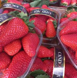 L'angolo Frutta Verdura Primizie, Torino orari di apertura
