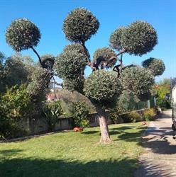 picciano giardinaggio, Canosa Sannita orari di apertura