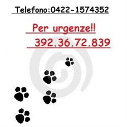 AMBULATORIO VETERINARIO SAN NICOLO, Motta di Livenza orari di apertura