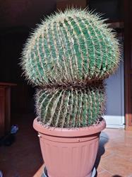 Affittacamere Il Cactus, Perosa Argentina orari di apertura