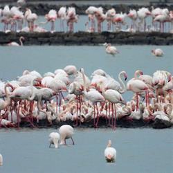 Parco Naturale Molentargius Saline, Cagliari orari di apertura