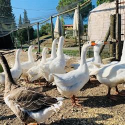 Il Ranch del Chianti, Greve in Chianti orari di apertura