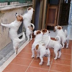 Ambulatorio Veterinario dr. Ferlik Marco, Civitanova Marche orari di apertura