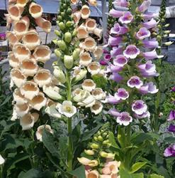 Floricoltura Giacchè, Castelfidardo orari di apertura