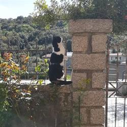 Ambulatorio veterinario D.ssa Vania Melis, Perfugas orari di apertura