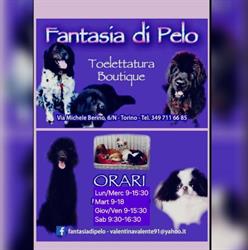 Toelettatura Fantasia di Pelo Di Valentina, Torino orari di apertura
