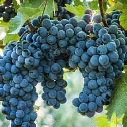 Azienda Agricola Terre Apuane, Carrara orari di apertura