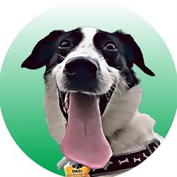 Canile Oasi Torino - Pensione per Cani e Gatti, Rifugio e Veterinario, Alpignano orari di apertura