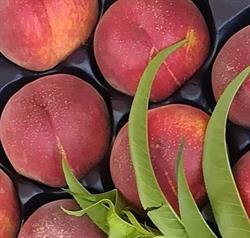 Spaccio Ortofrutta, San Giorgio di Nogaro orari di apertura