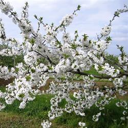 Azienda Agricola Zocca, Bologna orari di apertura