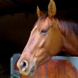 Sesto Maurizio Articoli Per l'Equitazione Ed Il Tempo Libero, Lamezia Terme orari di apertura