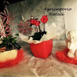 Agriemporio Natali, San Pietro in Gu orari di apertura