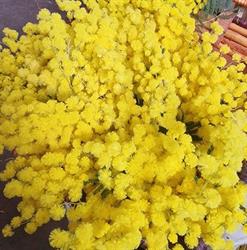Bazar Sonia, Toano orari di apertura