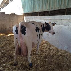 Società Agricola Boscolevato, Palazzolo sull'Oglio orari di apertura