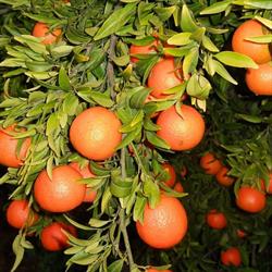 Azienda Agricola Orlando, Vicenza orari di apertura