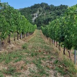 La Vecchia Tenuta Cantina Vinicola, Cairo Montenotte orari di apertura