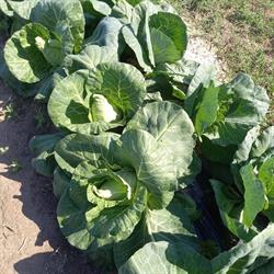 Azienda Agricola Balboni Imerio, Poggio Renatico orari di apertura