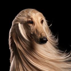Dog Love - Toelettatura a Mussolente, orari di apertura