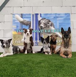 Dog's Move Extreme, Bellinzago Novarese orari di apertura
