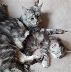The Viking Beauty Maine Coon Cattery, Sedico orari di apertura