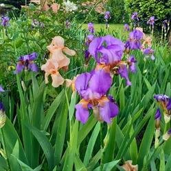 Parco Iris, Roma orari di apertura