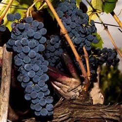 Podere Cianfanelli, Greve in Chianti orari di apertura