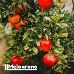 Il Melograno, Agnone orari di apertura