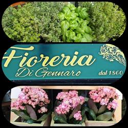 Fioreria Di Gennaro, Civitavecchia orari di apertura