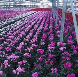Horti-plant soc. agricola, Albenga orari di apertura