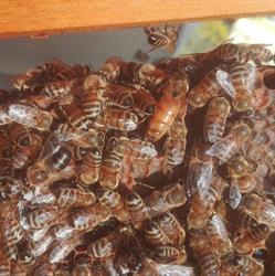 L'Ape Sannita, Trivento orari di apertura