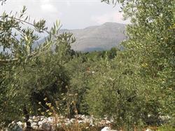 Società Agricola Oleum Summum, Sonnino orari di apertura