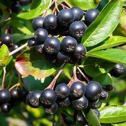 Aronia Italia, Fontanelice orari di apertura