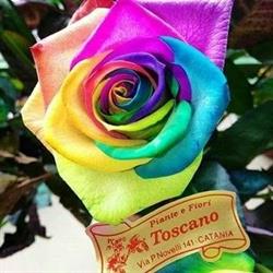Piante e fiori Toscano, Catania orari di apertura