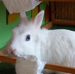 La Delizia del croccantino, Gallipoli orari di apertura