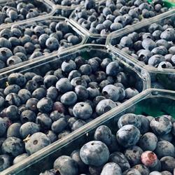 Piccoli Frutti dei Castelli Romani, Velletri orari di apertura