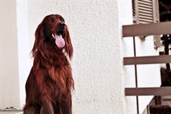 Caninoteca Toelettatura, Fano orari di apertura