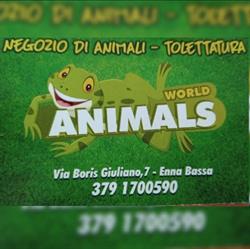 Animals world, Enna orari di apertura