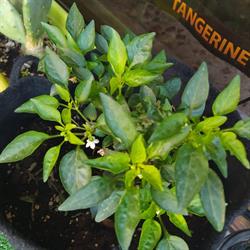 Groove growshop Formia, orari di apertura