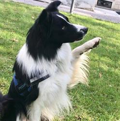 Free Dogs Sporting Team - VA, Cassano Magnago orari di apertura