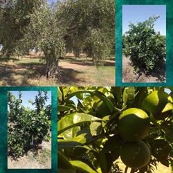 Azienda Agricola Sergio&Giacomin, Orsago orari di apertura